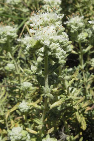 Teucrium polium \ Polei-Gamander / Penny-Royal Germander, F La Grande Motte 7.6.2006