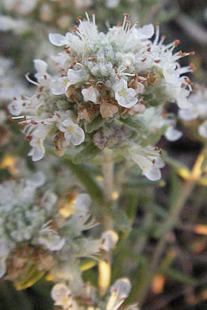 Teucrium polium \ Polei-Gamander / Penny-Royal Germander, F St. Martin-de-Crau 9.6.2006