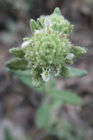 Teucrium polium \ Polei-Gamander / Penny-Royal Germander, F St. Martin-de-Crau 9.6.2006