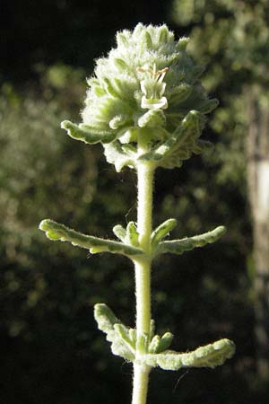 Teucrium polium \ Polei-Gamander / Penny-Royal Germander, F S. Martin-de-Crau 9.6.2006