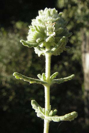 Teucrium polium \ Polei-Gamander / Penny-Royal Germander, F St. Martin-de-Crau 9.6.2006