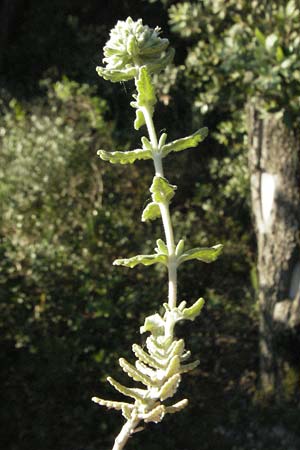 Teucrium polium \ Polei-Gamander / Penny-Royal Germander, F St. Martin-de-Crau 9.6.2006