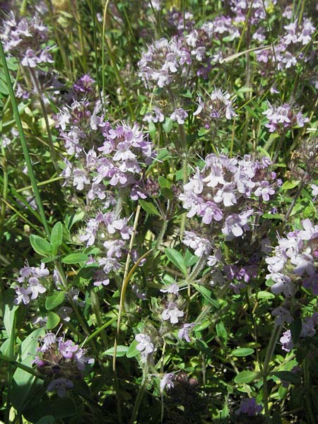 Thymus longicaulis / Thyme, F Rochefort-en-Valdaine 10.6.2006