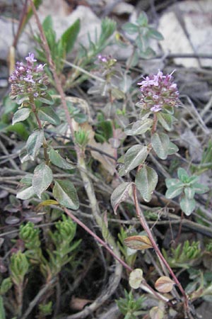 Thymus pulegioides \ Arznei-Thymian, Gemeiner Thymian / Large Thyme, F Pyrenäen/Pyrenees, Prades 12.8.2006