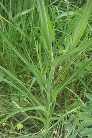 Tragopogon porrifolius subsp. porrifolius / Common Salsify, F Mauguio 13.5.2007