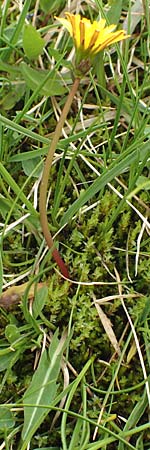 Taraxacum subalpinum \ Kleinkpfiger Lwenzahn / Small-Headed Dandelion, F Col de la Bonette 8.7.2016