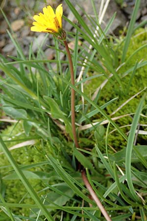 Taraxacum subalpinum \ Kleinkpfiger Lwenzahn / Small-Headed Dandelion, F Col de la Bonette 8.7.2016