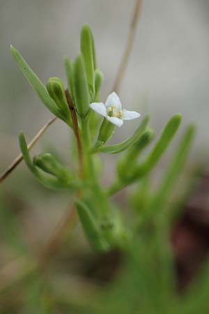 Thesium pyrenaicum \ Pyrenen-Bergflachs, Pyrenen-Leinblatt / Pyrenean Bastard Toadflax, F Pyrenäen/Pyrenees, Puigmal 29.7.2018