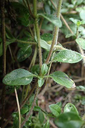 Thymus pulegioides subsp. carniolicus \ Krainer Thymian, Krain-Arznei-Quendel / Krain Thyme, F Bitche 15.8.2021