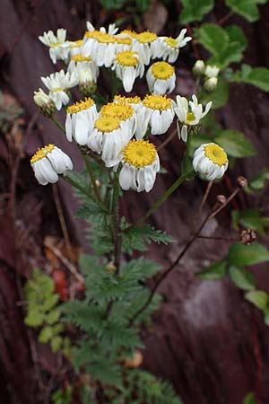 Tanacetum corymbosum \ Ebenstruige Wucherblume, F S. Sauveur-sur-Tinée 30.4.2023