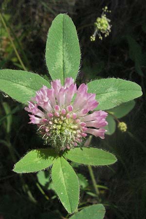 Trifolium medium \ Mittlerer Klee / Zig-zag Clover, F Causse du Larzac 7.6.2006