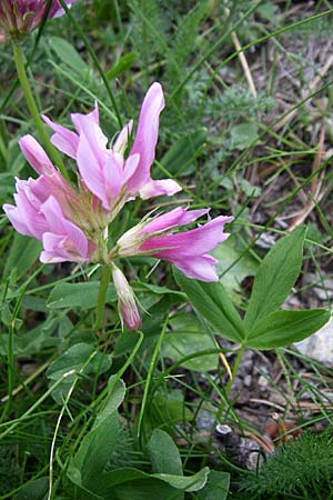 Trifolium alpinum / Alpine Clover, F Pyrenees, Eyne 25.6.2008