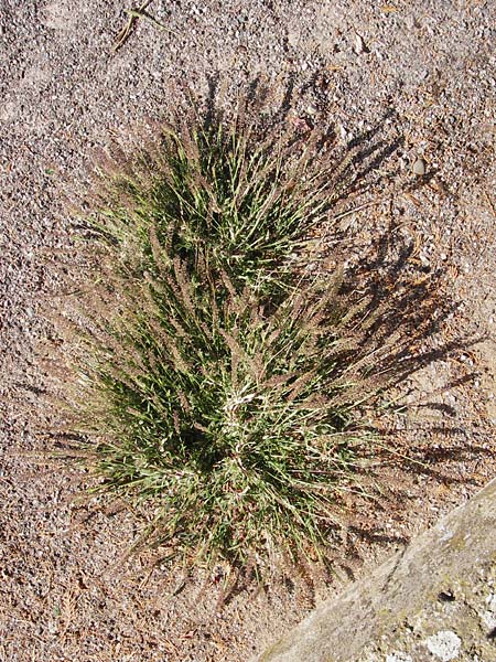 Tragus racemosus \ Traubiges Klettengras / Spike Burr Grass, F Lauterbourg 8.9.2012