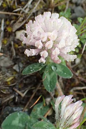 Trifolium pratense subsp. nivale \ Schnee-Klee / Snow Clover, F Col de la Bonette 8.7.2016