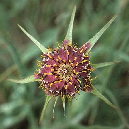 Tragopogon porrifolius subsp. porrifolius \ Lauchblttriger Bocksbart / Common Salsify, F Maures, Grimaud 11.5.1984