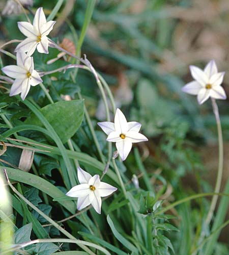 Tristagma uniflorum / Spring Star Flower, F Giens 8.3.1998