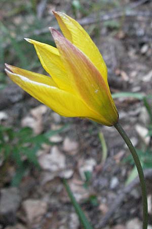 Tulipa sylvestris subsp. australis \ Sdliche Wild-Tulpe / Wild Tulip, F Mont Aigoual 8.6.2006