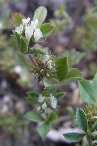 Trifolium scabrum / Rough Clover, F Causse de Blandas 30.5.2009