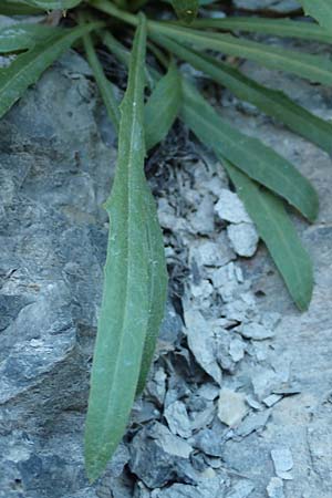 Tolpis staticifolia / Umbrella Milkwort, F Gorges du Bachelard 9.7.2016