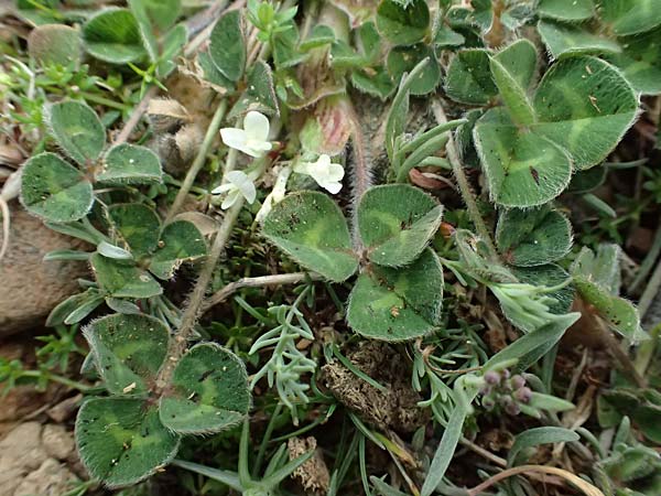 Trifolium subterraneum \ Bodenbrtiger Klee, F St. Martin-de-Crau 17.3.2024