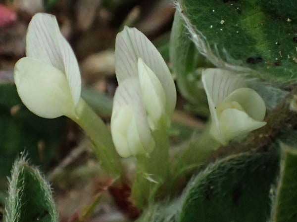 Trifolium subterraneum \ Bodenbrtiger Klee / Subterranean Clover, F St. Martin-de-Crau 17.3.2024