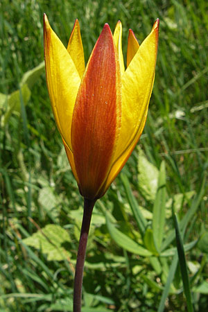 Tulipa sylvestris subsp. australis \ Sdliche Wild-Tulpe / Wild Tulip, F Mont Aigoual 29.5.2009