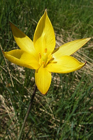 Tulipa sylvestris subsp. australis / Wild Tulip, F Mont Aigoual 29.5.2009