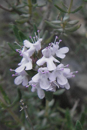 Thymus vulgaris \ Echter Thymian, F Serres 10.6.2006