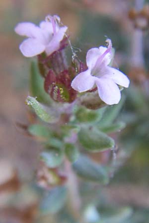 Thymus vulgaris \ Echter Thymian / Common Thyme, F Grand Canyon du Verdon 23.6.2008