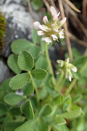 Trifolium nigrescens ? \ Schwarzwerdender Klee / Small White Clover, Ball Clover, F Col de la Bonette 8.7.2016