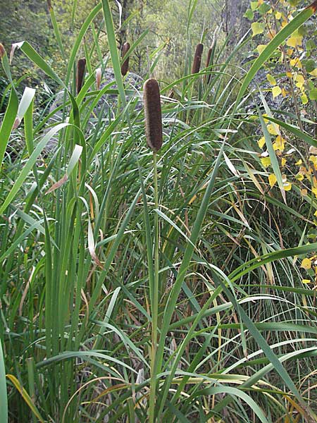 Typha shuttleworthii \ Shuttleworths Rohrkolben, Silber-Rohrkolben / Shuttleworth's Bulrush, F Pyrenäen/Pyrenees, Eus 14.8.2006