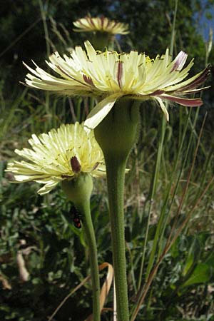 Urospermum dalechampii \ Weichhaariges Schwefelkpfchen, F Causse du Larzac 8.6.2006