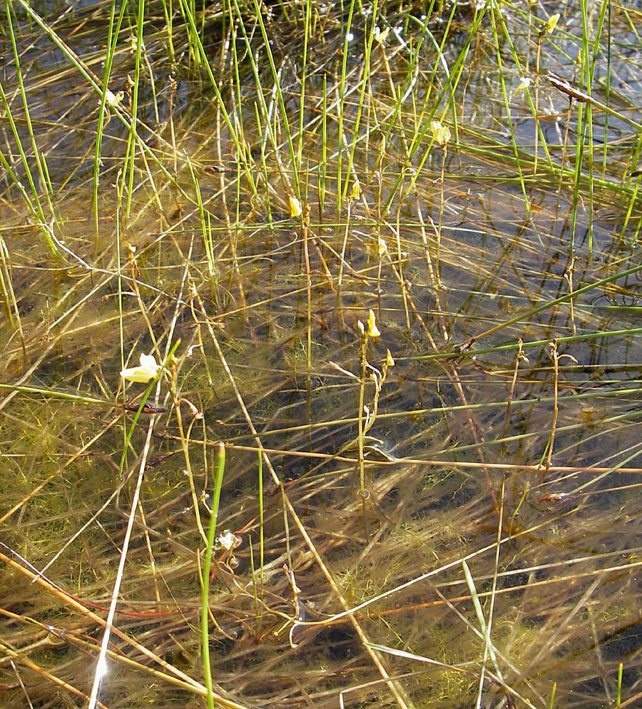 Utricularia minor \ Kleiner Wasserschlauch / Lesser Bladderwort, F Bitche 28.7.2009