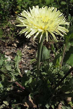 Urospermum dalechampii \ Weichhaariges Schwefelkpfchen / Sheep's Beard, F Le Muy 12.5.2007