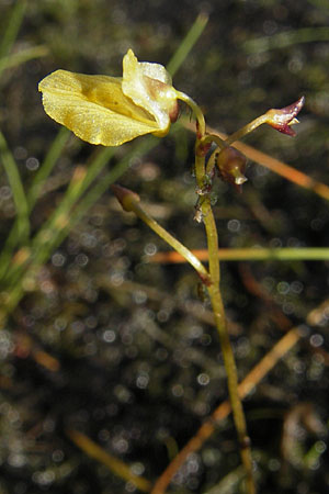 Utricularia minor \ Kleiner Wasserschlauch / Lesser Bladderwort, F Bitche 28.7.2009