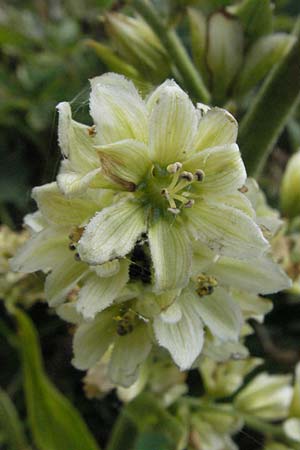 Veratrum album subsp. album / White False Hellebore, Andorra Estany de Pessons 10.8.2006