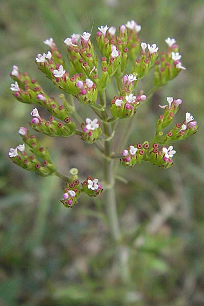 Centranthus calcitrapae \ Fuangel-Spornblume, F Corbières, Talairan 13.5.2007