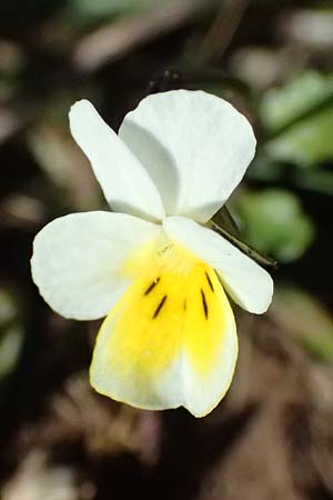 Viola arvensis \ Acker-Stiefmtterchen / Field Pansy, F Luberon bei/near Robion 16.3.2024