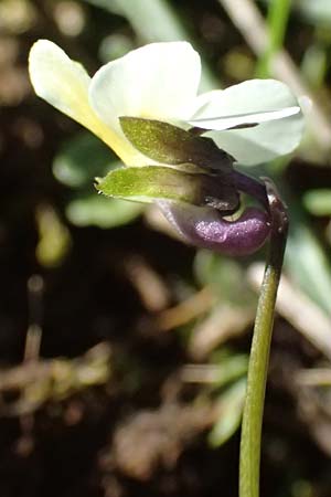 Viola arvensis \ Acker-Stiefmtterchen, F Luberon bei Robion 16.3.2024