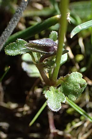 Viola arvensis \ Acker-Stiefmtterchen / Field Pansy, F Luberon bei/near Robion 16.3.2024