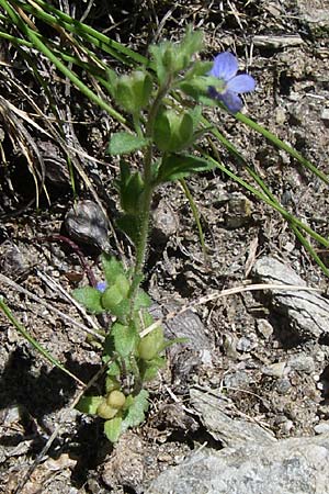 Veronica praecox ? \ Frher Ehrenpreis, F Queyras, Vieille Ville 22.6.2008