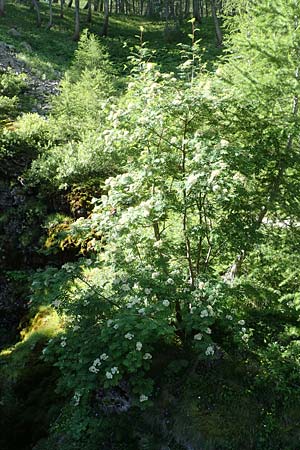Sorbus aucuparia \ Vogelbeere, Eberesche / Rowan, F Col de la Cayolle 9.7.2016