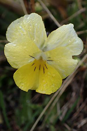 Viola calcarata \ Langsporniges Veilchen, Gesporntes Stiefmtterchen / Spurred Pansy, F Col de la Cayolle 30.4.2023