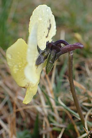 Viola calcarata \ Langsporniges Veilchen, Gesporntes Stiefmtterchen / Spurred Pansy, F L'Authion 1.5.2023