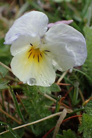 Viola calcarata \ Langsporniges Veilchen, Gesporntes Stiefmtterchen / Spurred Pansy, F L'Authion 1.5.2023