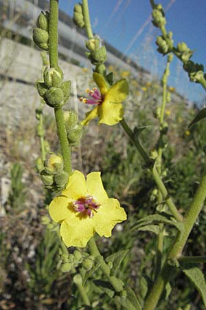 Verbascum sinuatum \ Gewelltblttrige Knigskerze / Wavyleaf Mullein, F S. Gilles 7.6.2006