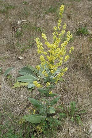 Verbascum thapsus \ Kleinbltige Knigskerze / Great Mullein, Aaron's Rod, F Pyrenäen/Pyrenees, Prades 12.8.2006