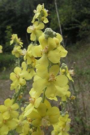 Verbascum thapsus \ Kleinbltige Knigskerze / Great Mullein, Aaron's Rod, F Pyrenäen/Pyrenees, Prades 12.8.2006