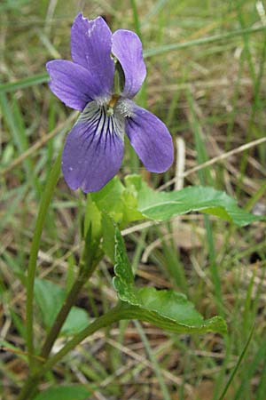 Viola reichenbachiana \ Wald-Veilchen / Early Dog Violet, F Pyrenäen/Pyrenees, Olette 14.5.2007