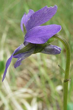 Viola reichenbachiana \ Wald-Veilchen, F Pyrenäen, Olette 14.5.2007